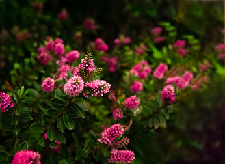 New Zealand Hebe flower. Purple Hebe speciosa flowers in bloom with blurred background