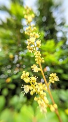 yellow longan flowers on a blurred background