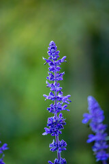Obraz premium tall purple salvia flower closeup