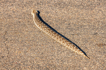 South Africa, Kruger National Park, Puff Adder (Bitis arietans)