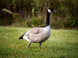 canada goose on the green grass