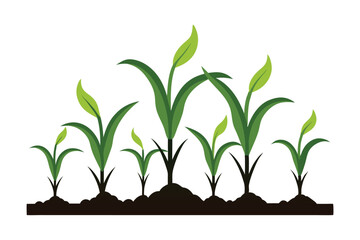 Young green corn plants growing in fertile soil isolated on white background