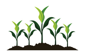 Young green corn plants growing in fertile soil isolated on white background