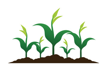 Young green corn plants growing in fertile soil isolated on white background