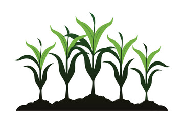 corn seedlings thriving in fertile soil silhouette on white background