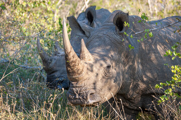 South Africa, Kruger National Park, White Rhinoceros 