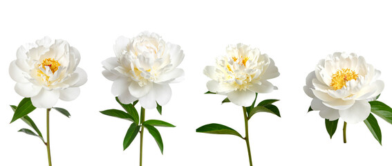 Beautiful white peony flowers in various stages of bloom, showcasing nature's elegance.