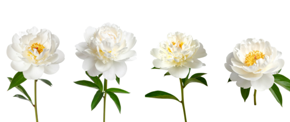 Beautiful white peony flowers in various stages of bloom, showcasing nature's elegance.