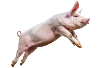 Domestic pig running and jumping isolated on a transparent or white background