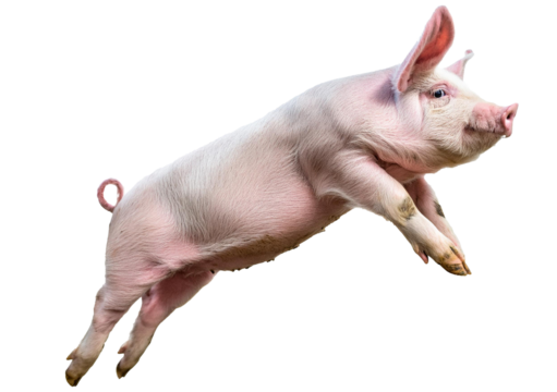 Domestic pig running and jumping isolated on a transparent or white background