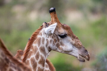 South Africa, Kruger National Park, Giraffe (Giraffa camelopardalis)