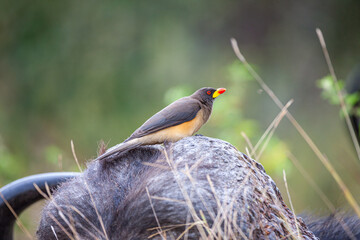 South Africa, Kruger National Park, Yellow-billed Oxpecker (Buphagus africanus) on African Buffalo...