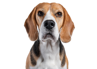 Headshot portrait of Beagle looking away isolated on a transparent or white background