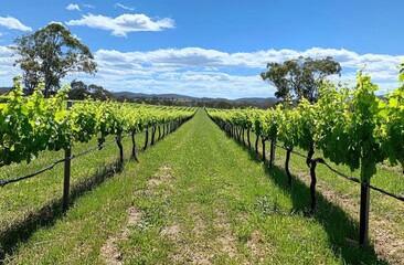 Fototapeta premium Vineyard rows stretch into a sunny landscape