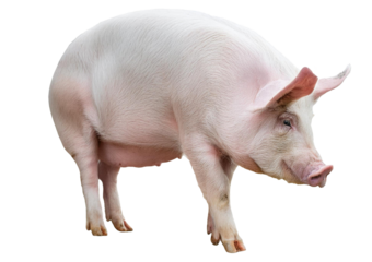 Domestic pig looking up, isolated on a transparent or white background