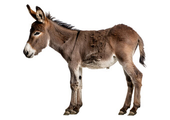 Obraz premium Side view of donkey foal, 2 months old, standing against isolated on a transparent or white background