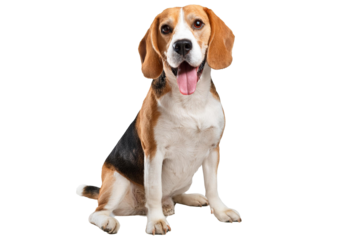 Sitting and panting Beagles isolated on a transparent or white background