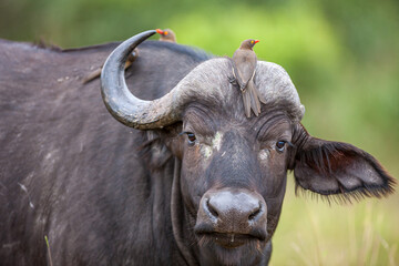 South Africa, Kruger National Park, Yellow-billed Oxpecker (Buphagus africanus) on African Buffalo...