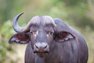 South Africa, Kruger National Park, African Buffalo (Syncerus caffer)