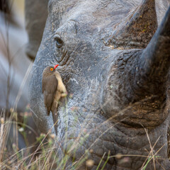 South Africa, Kruger National Park, Red-billed Oxpecker (Buphagus erythrorhynchus) on Rhino