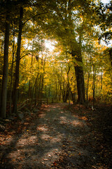 autumn in the forest