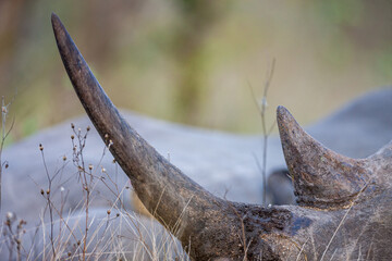 South Africa, Kruger National Park, White Rhinoceros 