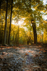Fototapeta premium autumn in the woods