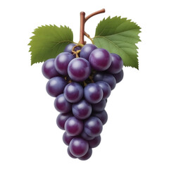 Fototapeta premium A close-up of a bunch of ripe, purple grapes with green leaves.