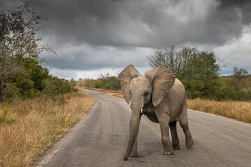 South Africa, Kruger National Park, African Elephant (Loxodonta africana)