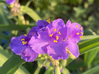 Tradescantia virginiana - wildflowers with fresh dew drops. The flowers are arranged on a blurred...
