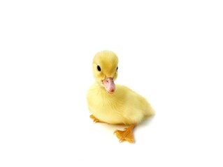 Cute baby duck isolated on white background 