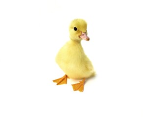 yellow duckling on white background 