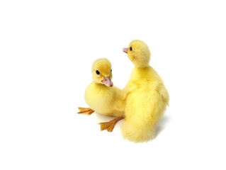 Two cute yellow ducklings isolated on white background 