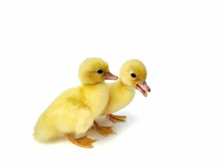 Two cute yellow ducklings isolated on white background 