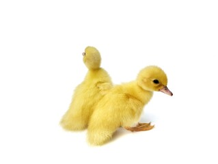 Two cute yellow ducklings isolated on white background 