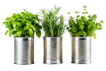 Grow Fresh Herbs in Recycled Tin Cans A Simple Guide to Urban Gardening