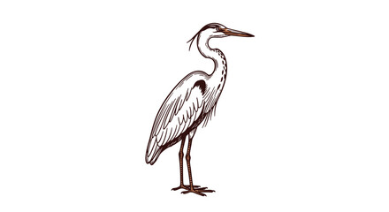 Majestic Heron Standing Tall A Study in Nature's Grace and Elegant Form