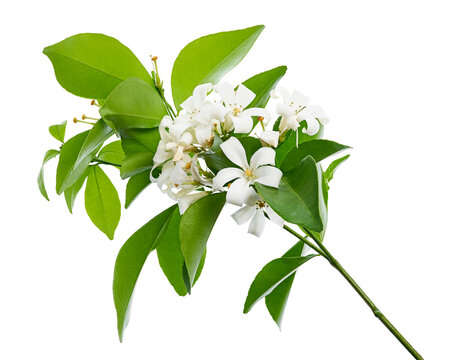 Murraya paniculata, Orange jasmine flowers with leaves isolated on white background with clipping path