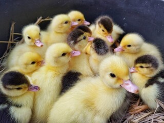 a group of baby duck in duck farm, close up view 