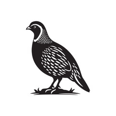 Elegant Quail Vector Silhouette Design – Bold Wildlife Icon Featuring Upright Pose and Distinct Feather Plume, Perfect for Countryside Artwork, Farm Logos, and Woodland Illustration Styles


