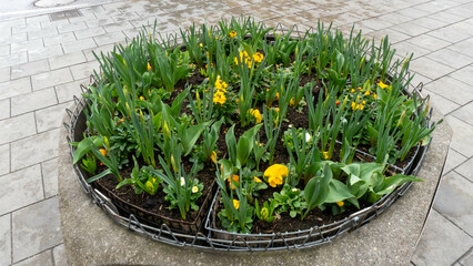 Spring Flower Planter in Urban Setting