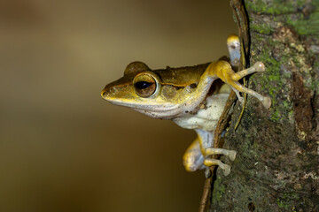 Hong Kong Whipping Frog - Polypedates megacephalus, beautiful shrub frog from Asian forests and bushes, Vietnam.