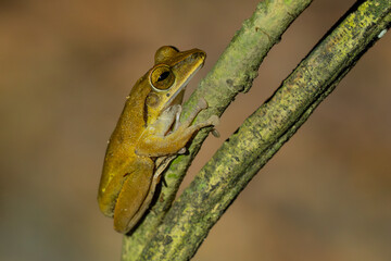 Hong Kong Whipping Frog - Polypedates megacephalus, beautiful shrub frog from Asian forests and bushes, Vietnam.