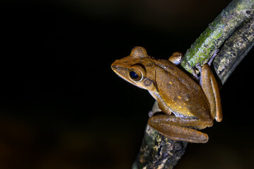 Obraz premium Hong Kong Whipping Frog - Polypedates megacephalus, beautiful shrub frog from Asian forests and bushes, Vietnam.