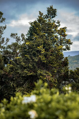 Tall Evergreen Against Cloudy Sky in a Mountain Setting in Itaipava, Brazil