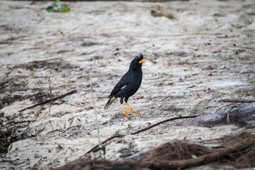 Wild white-vented myna (Acridotheres grandis) foraging on earthy terrain