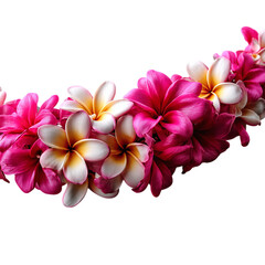 Pink and white plumeria flower garland, romantic style, isolated on transparent background