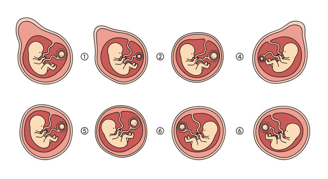The Journey of Human Development From a Single Cell to a Fully Formed Baby