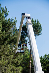 Professional lumberjack at work on an aerial work platform