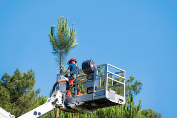 Professional lumberjack at work on an aerial work platform